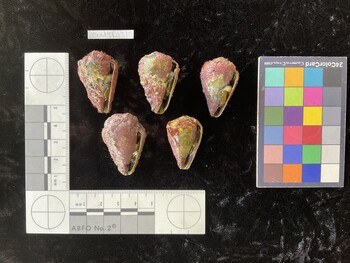 CratTR031; 35.5*x23*x28.5 ventral photo thumbnail