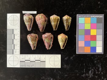 CratTR036 ventral photo thumbnail