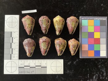 CratTR043; 35x20.5x28.5 ventral photo thumbnail
