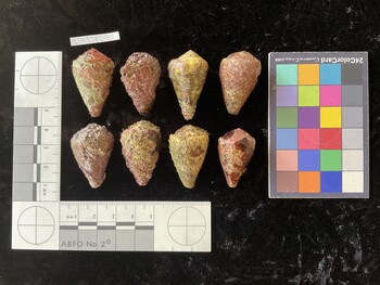CratTR043; 35x20.5x28.5 dorsal photo thumbnail