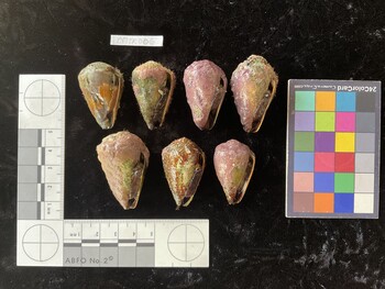 CflTR006; 35.5x23x29.5 ventral photo thumbnail