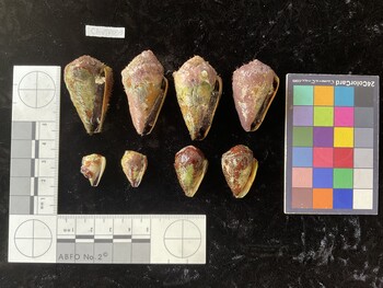 ClivTR033; 40.5x24.5x35 ventral photo thumbnail