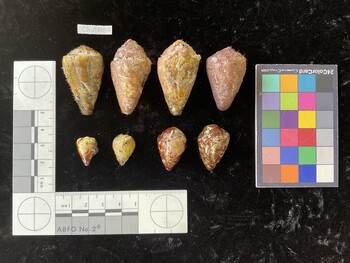 ClivTR033; 40.5x24.5x35 dorsal photo thumbnail