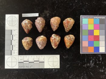 CmilTR068; 27.5x20*x20.5 dorsal photo thumbnail