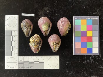 CchTR018; 35*x22.5x25 ventral photo thumbnail