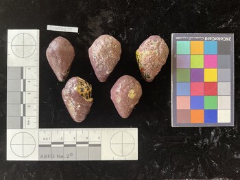 CchTR018; 35*x22.5x25 dorsal photo thumbnail