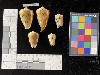 CpulTR006; 37x23x31 ventral photo thumbnail