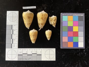 CpulTR006; 37x23x31 dorsal photo thumbnail