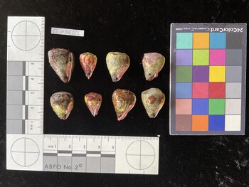 CspTR132; 22.5x16.5*x20 ventral photo thumbnail