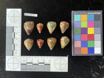 CspTR132; 22.5x16.5*x20 dorsal photo thumbnail
