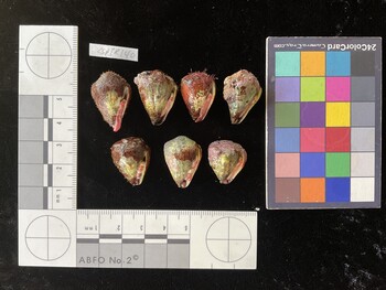 CspTR140; 24x16x18.5 ventral photo thumbnail