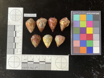 CspTR140; 24x16x18.5 dorsal photo thumbnail