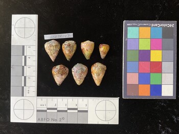 CspTR147; 20.5x14.5x18 dorsal photo thumbnail