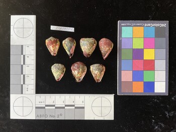 CspTR154; 19.5x14x17 ventral photo thumbnail