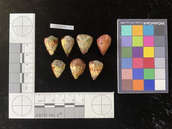 CspTR154; 19.5x14x17 dorsal photo thumbnail