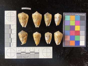 CpulTR011; 32.5x21.5x28.5 ventral photo thumbnail