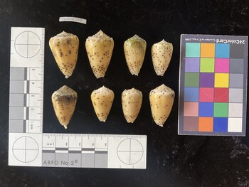 CpulTR011; 32.5x21.5x28.5 dorsal photo thumbnail