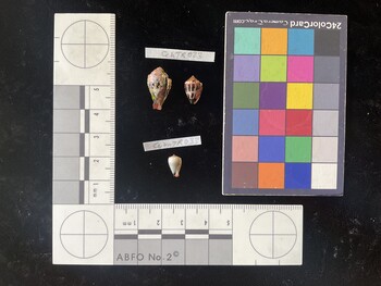 CchTR023; 16.5x10.5x12 ventral photo thumbnail