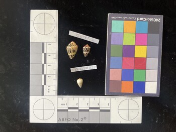 CchTR023; 16.5x10.5x12 dorsal photo thumbnail