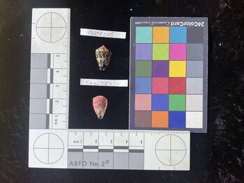 CchTR025; 16x10x12.5 ventral photo thumbnail