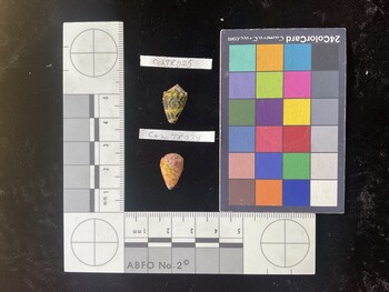 CchTR025; 16x10x12.5 dorsal photo thumbnail