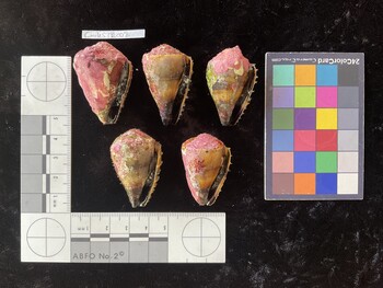 CmilesTR002; 40x28.5*x31.5 ventral photo thumbnail