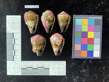 CmilesTR007; 38x23.5x31.5 ventral photo thumbnail