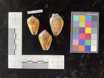 CcatTR001; 35x23x28 ventral photo thumbnail