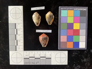 CarenTR001; 23.5x14.5x18 ventral photo thumbnail