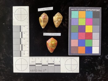 CarenTR001; 23.5x14.5x18 dorsal photo thumbnail