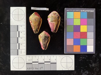 CfrigTR001; 33.5x20x25 ventral photo thumbnail