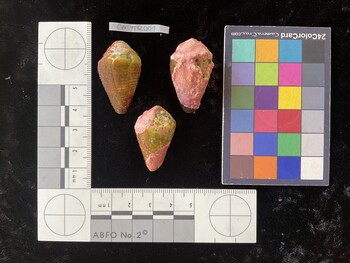 CfrigTR001; 33.5x20x25 dorsal photo thumbnail