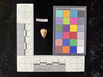 CspTR161; 14.5x9.5x13 ventral photo thumbnail