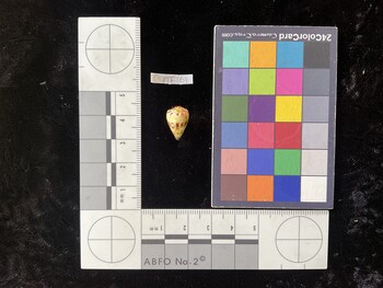 CspTR161; 14.5x9.5x13 dorsal photo thumbnail