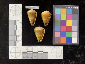 CflTR007; 30.5x17.5x26 ventral photo thumbnail