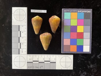 CflTR007; 30.5x17.5x26 dorsal photo thumbnail