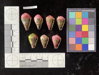 CratTR051; 29x16.5x23 ventral photo thumbnail