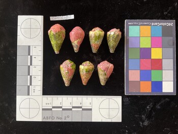 CratTR051; 29x16.5x23 dorsal photo thumbnail