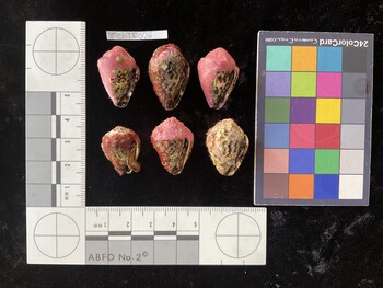 CchTR026; 25.5*x17*x19 ventral photo thumbnail