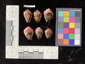CchTR032; 26*x16.5x19.5 ventral photo thumbnail