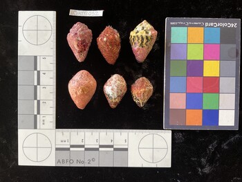 CchTR032; 26*x16.5x19.5 dorsal photo thumbnail