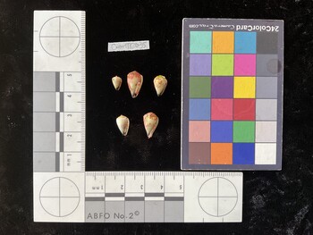 CnanTR035; 7.5x4.5x6.5 ventral photo thumbnail