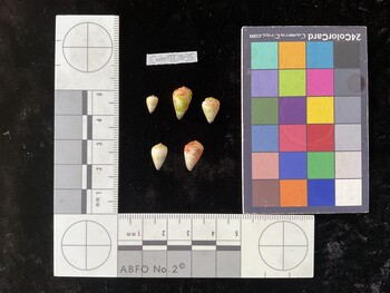CnanTR035; 7.5x4.5x6.5 dorsal photo thumbnail