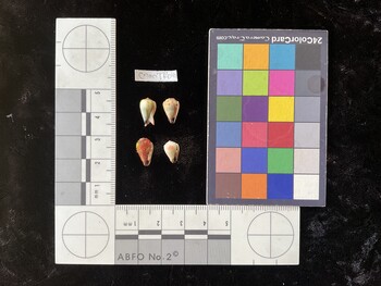 CnanTR040; 11.5x7x10 ventral photo thumbnail