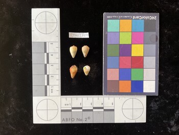 CnanTR040; 11.5x7x10 dorsal photo thumbnail
