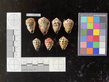 CebTR242; 26.5x17.5x20.5 ventral photo thumbnail