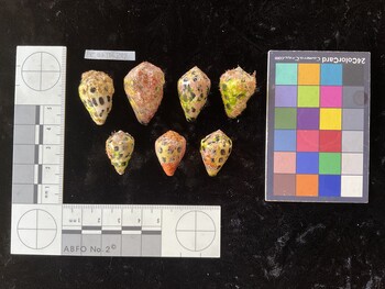 CebTR242; 26.5x17.5x20.5 dorsal photo thumbnail