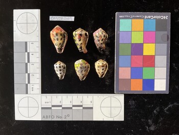 CebTR249; 25.5x15.5x19.5 ventral photo thumbnail