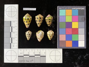 CebTR249; 25.5x15.5x19.5 dorsal photo thumbnail