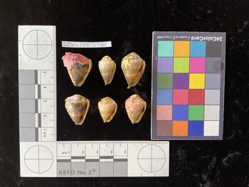CmilTR076; 22.5x17x19.5 ventral photo thumbnail